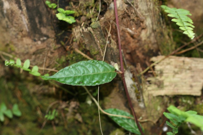 Cissus diffusiflora photo 4