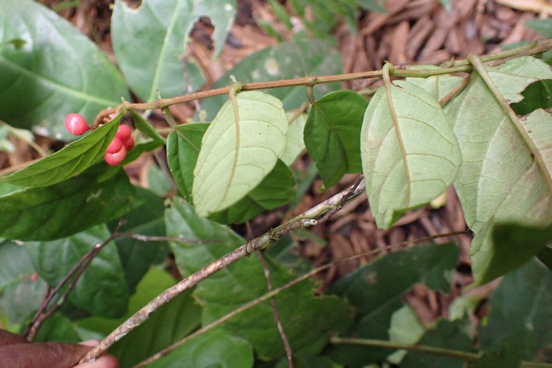 Cissus diffusiflora photo 6