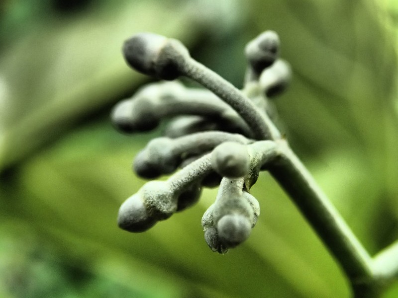 Cissus dinklagei