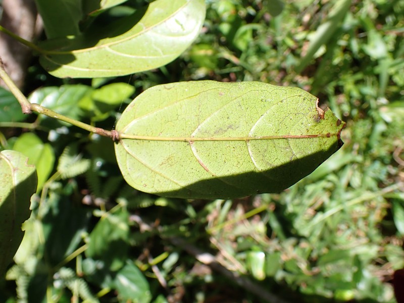 Cissus dinklagei photo 2