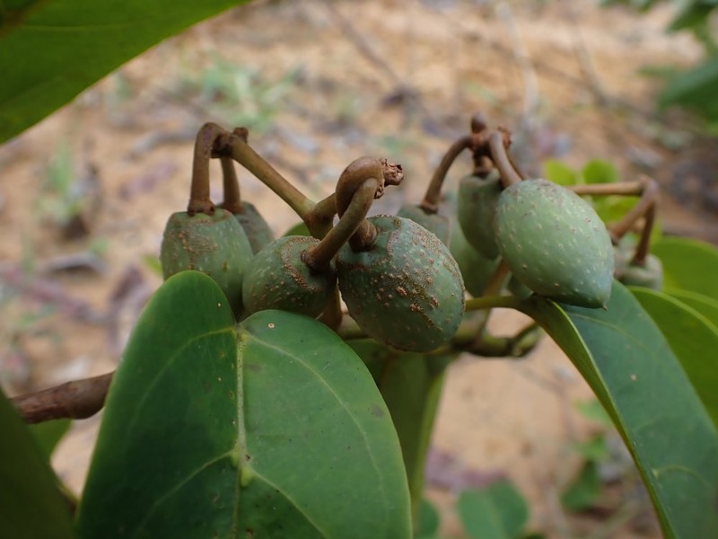 Cissus dinklagei photo 3