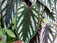 Cissus discolor