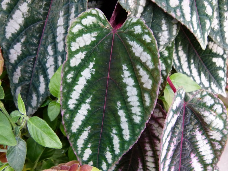 Cissus discolor