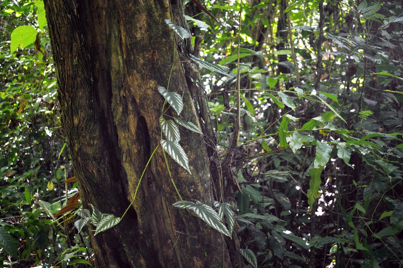 Cissus discolor photo 3