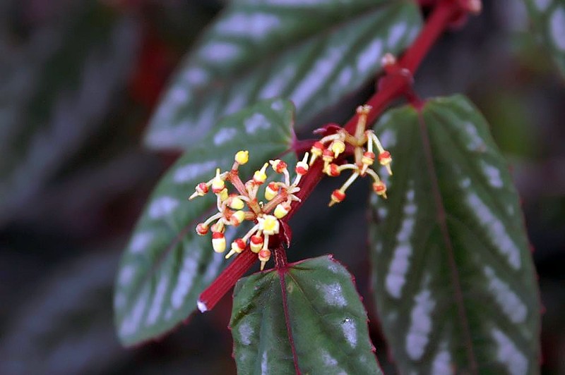 Cissus discolor photo 4
