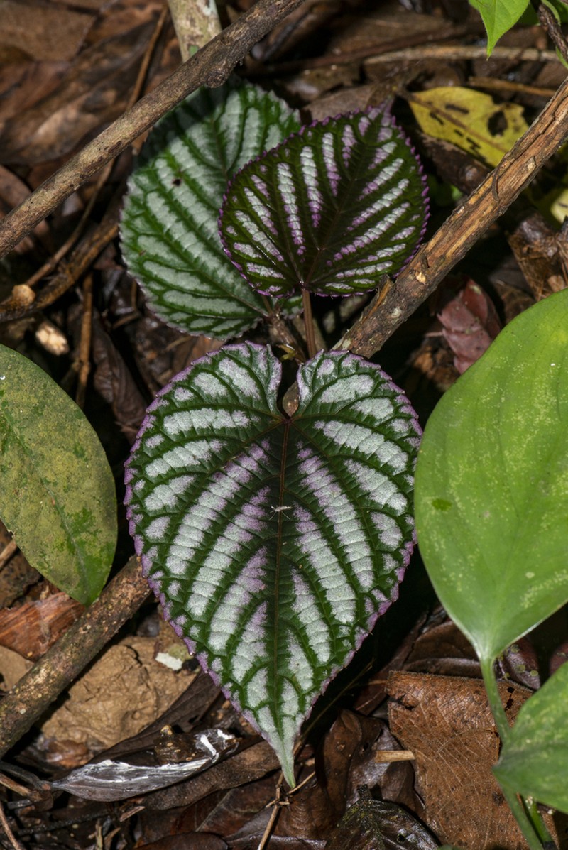 Cissus discolor photo 5