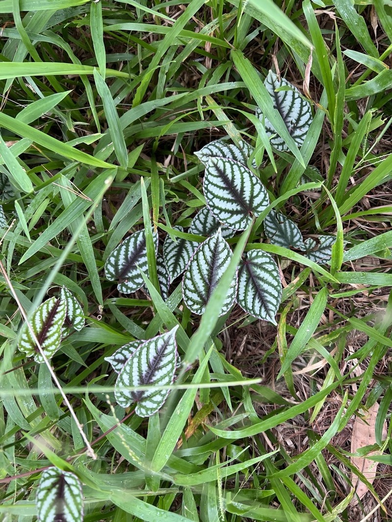 Cissus discolor photo 6
