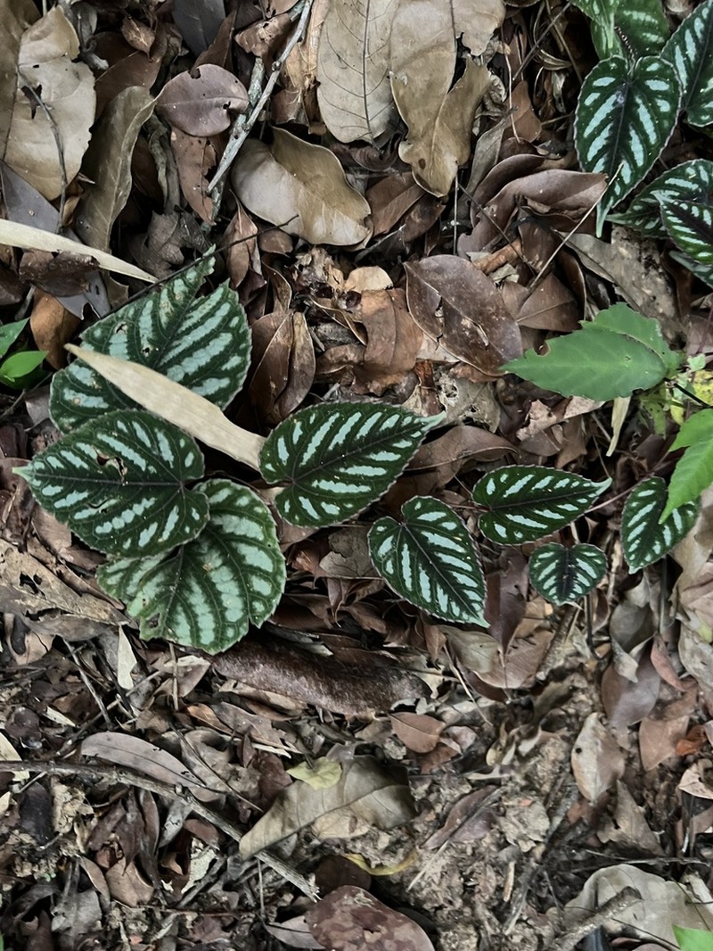 Cissus discolor photo 7