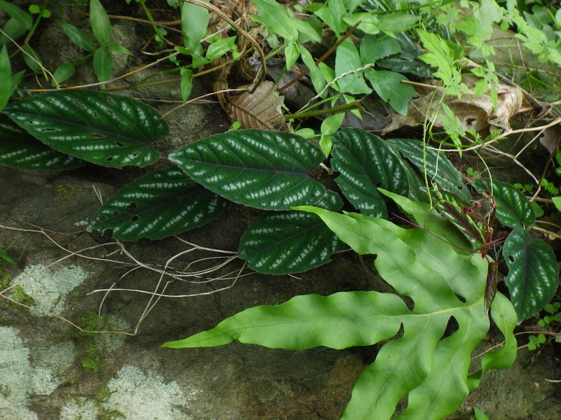 Cissus discolor photo 8