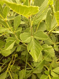 Cissus diversilobata