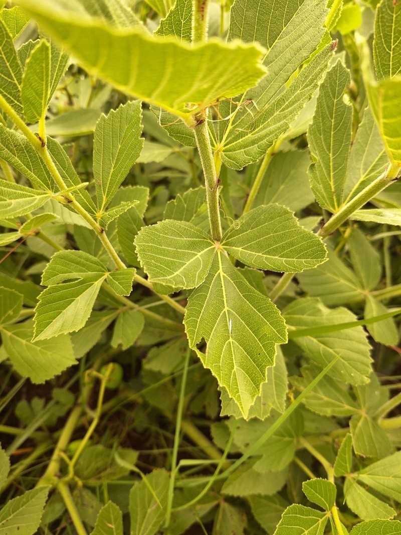 Cissus diversilobata