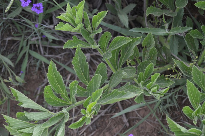 Cissus diversilobata photo 2