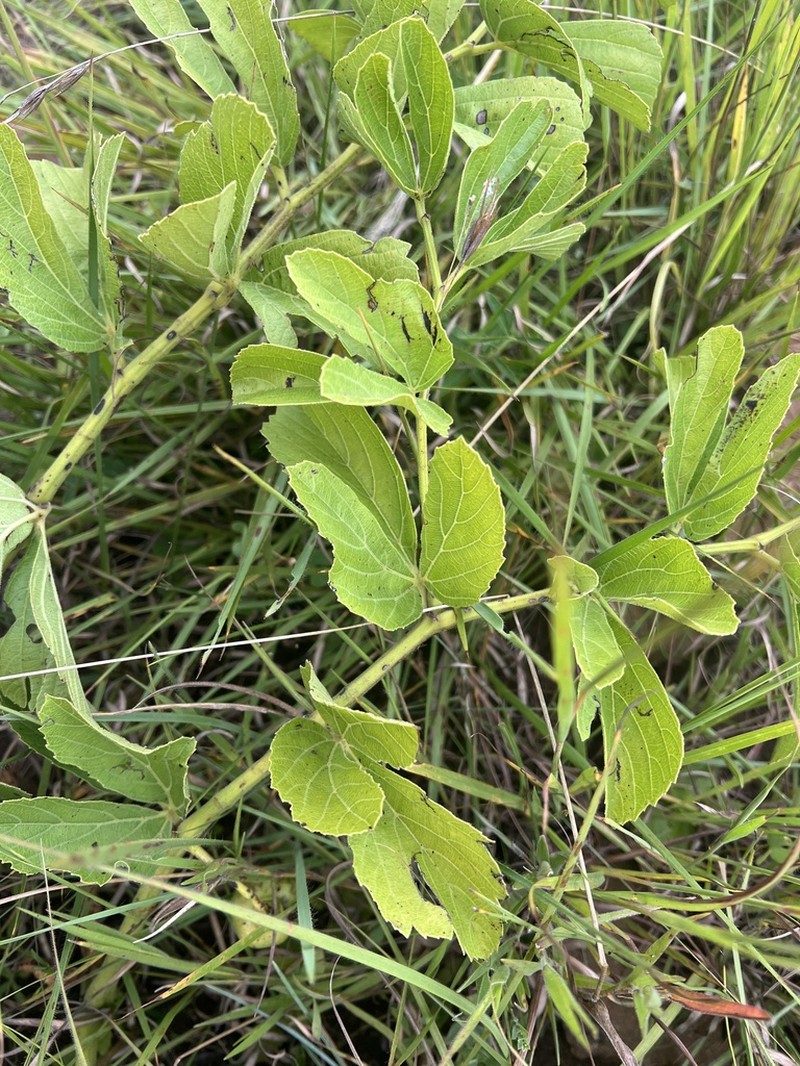 Cissus diversilobata photo 3