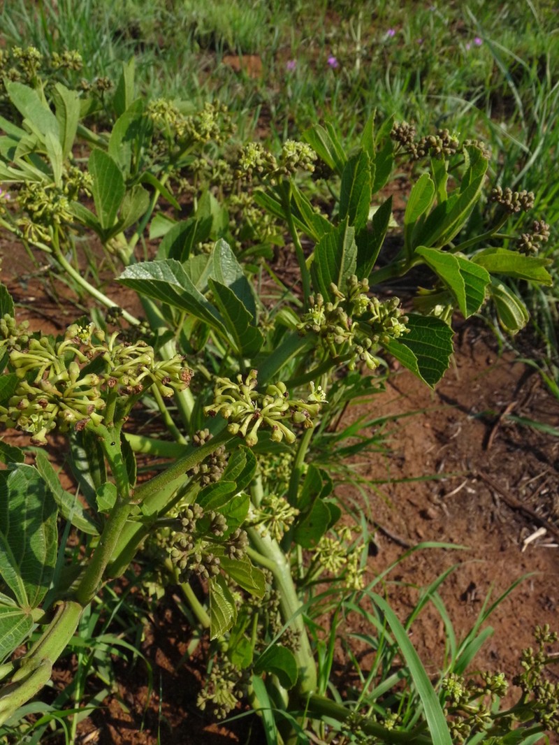 Cissus diversilobata photo 4