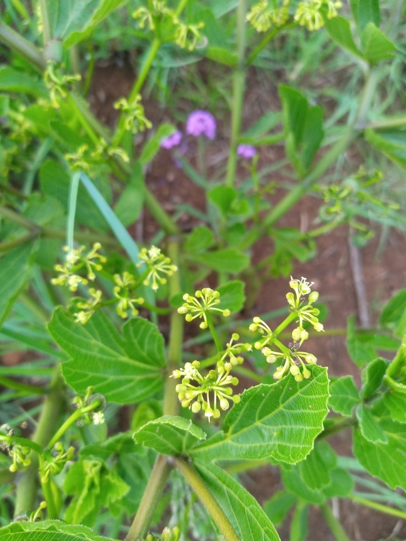 Cissus diversilobata photo 5