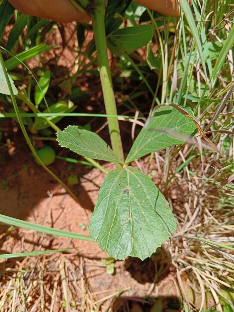 Cissus diversilobata photo 6