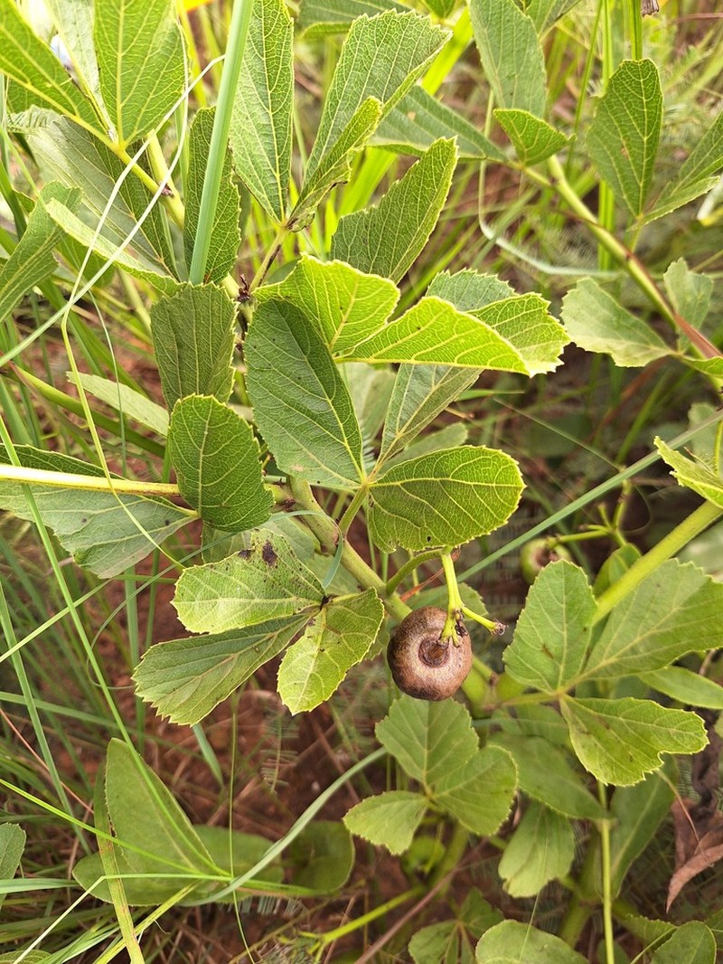 Cissus diversilobata photo 8