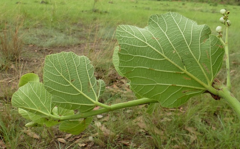 Cissus doeringii