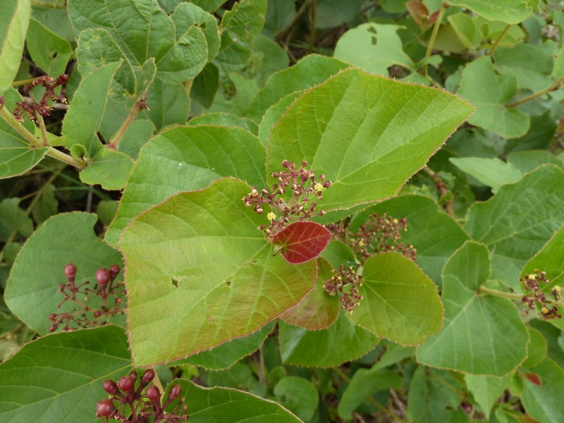 Cissus doeringii photo 2
