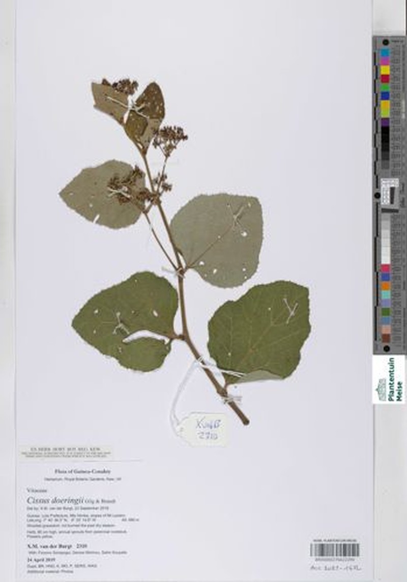 Cissus doeringii photo 3