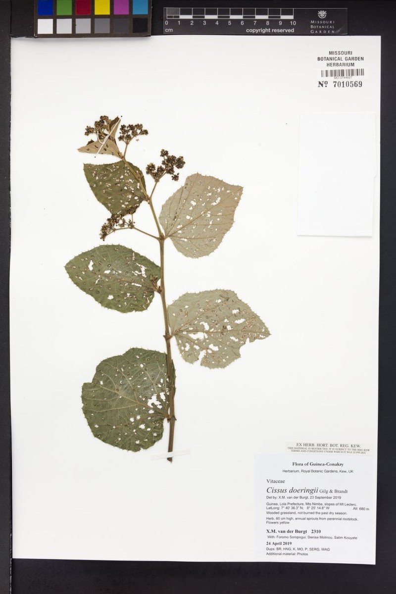 Cissus doeringii photo 4