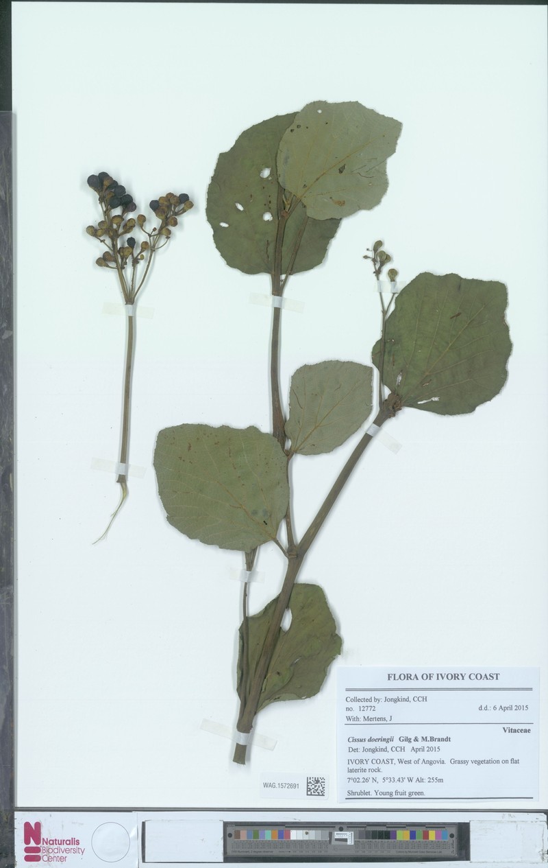 Cissus doeringii photo 5