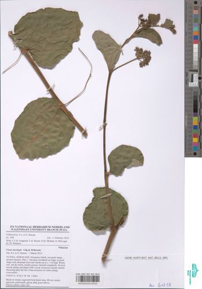 Cissus doeringii photo 6