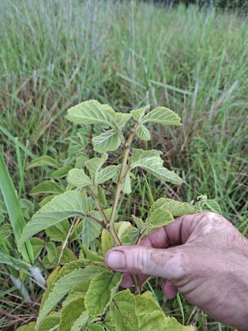 Cissus duarteana