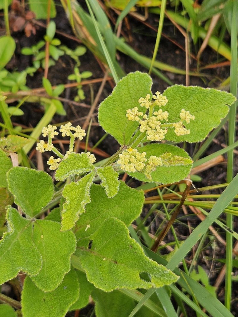 Cissus duarteana photo 2