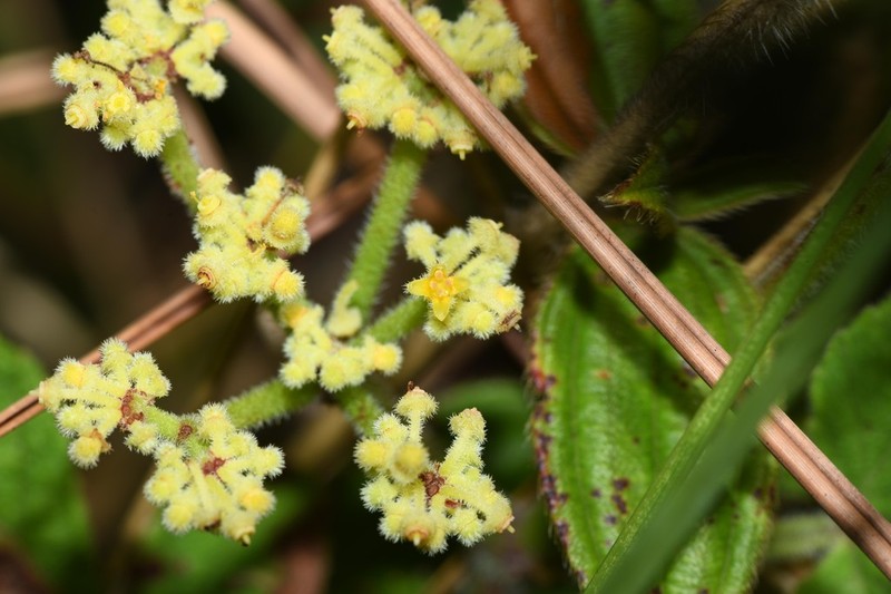 Cissus duarteana photo 3