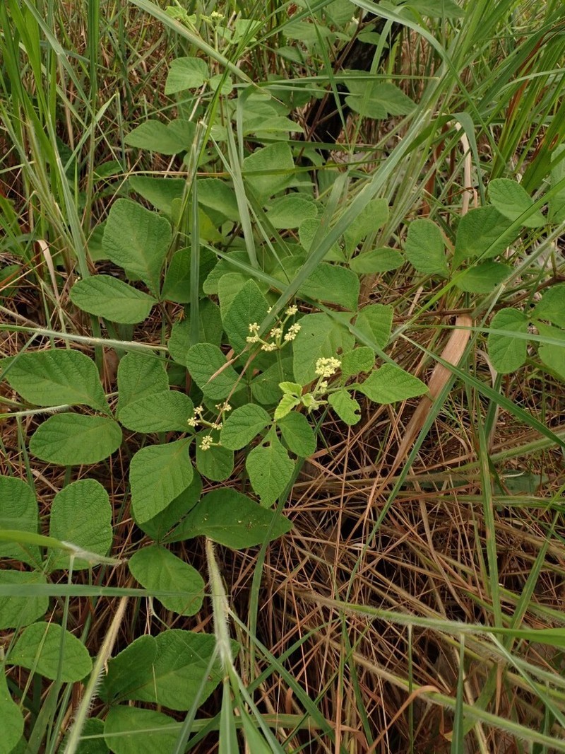 Cissus duarteana photo 5