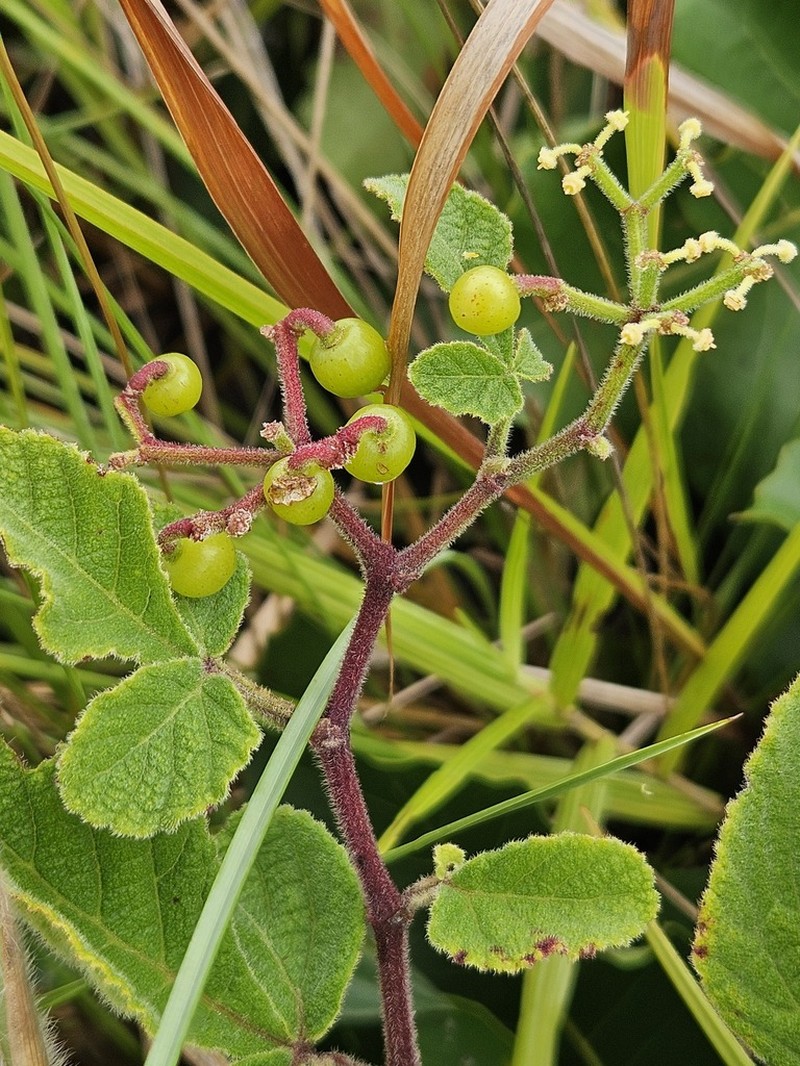 Cissus duarteana photo 7