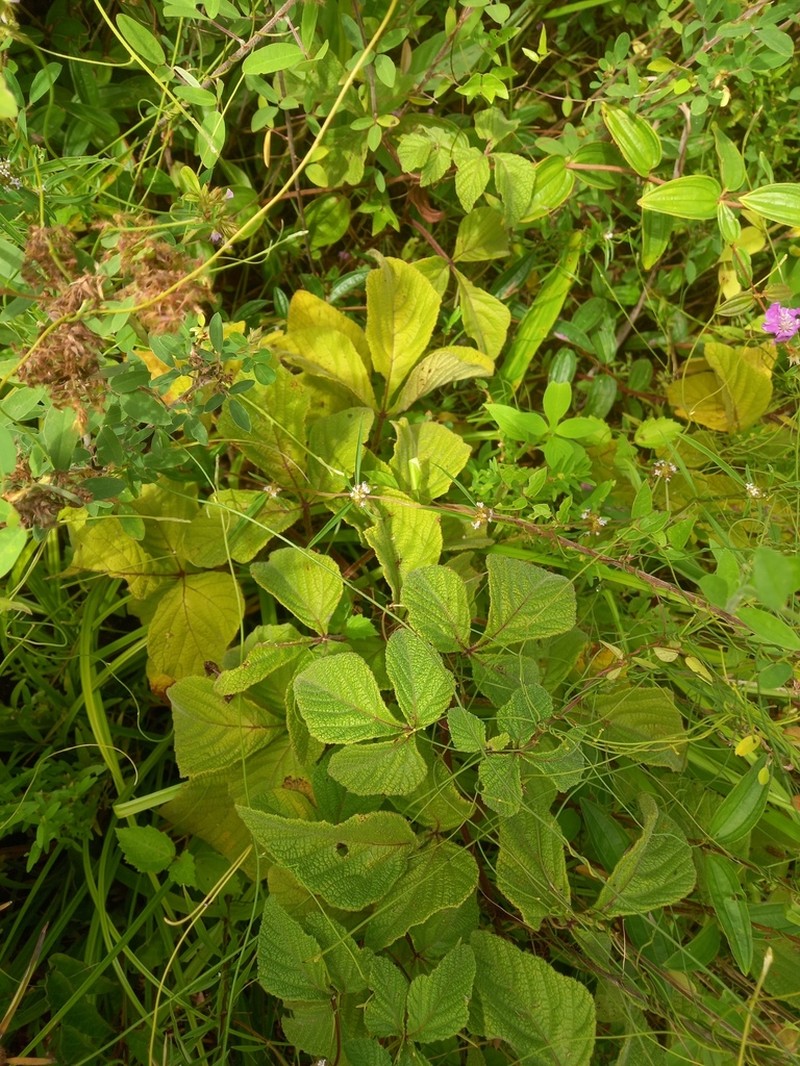 Cissus duarteana photo 8