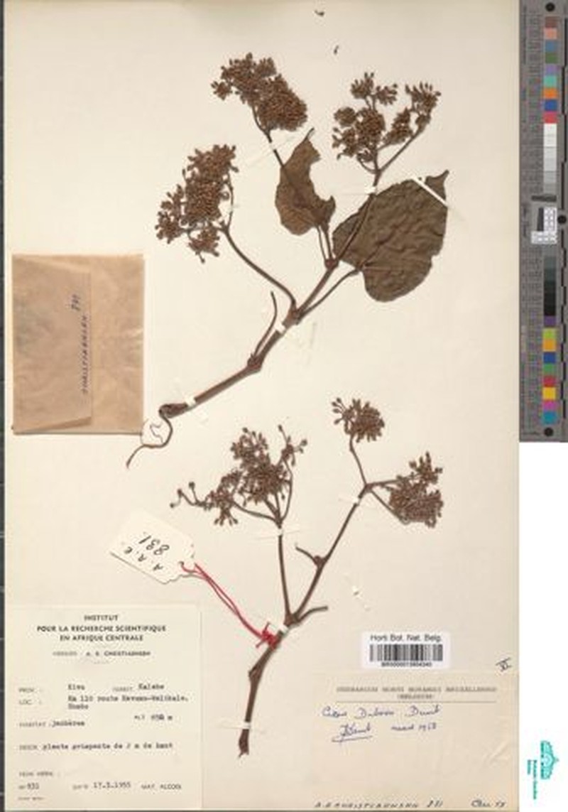 Cissus duboisii