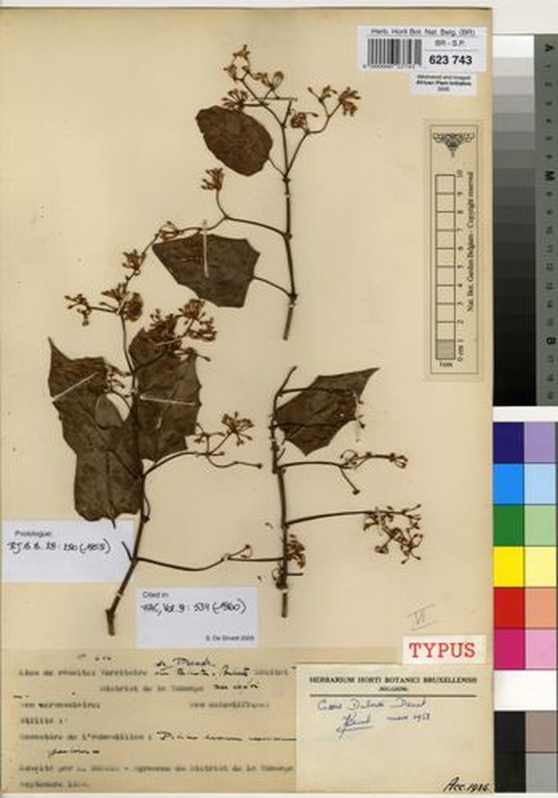 Cissus duboisii photo 2