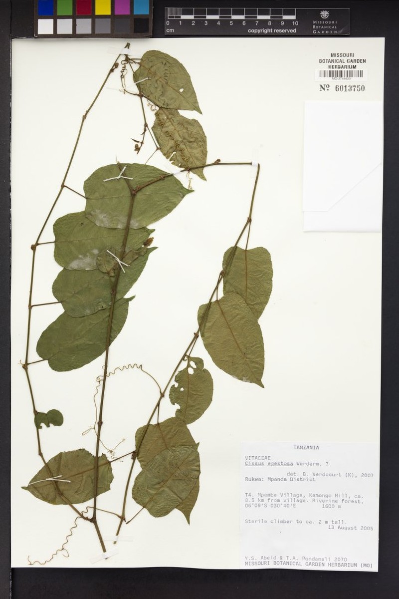 Cissus egestosa photo 2