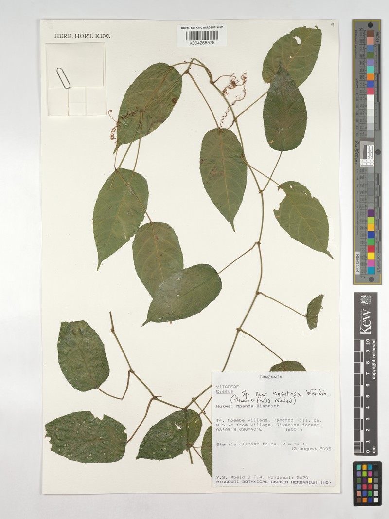 Cissus egestosa photo 3
