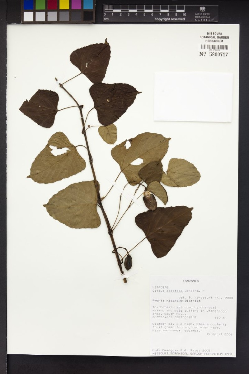 Cissus egestosa photo 5
