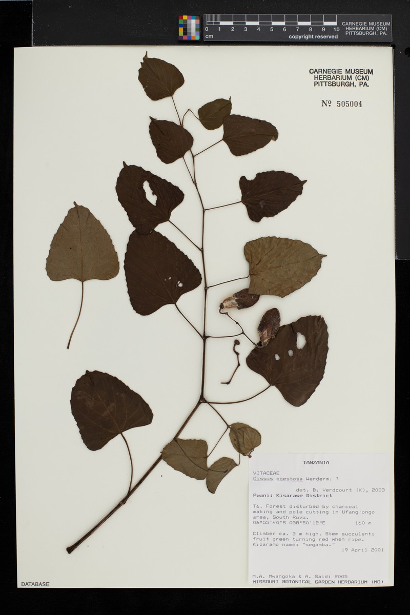 Cissus egestosa photo 6