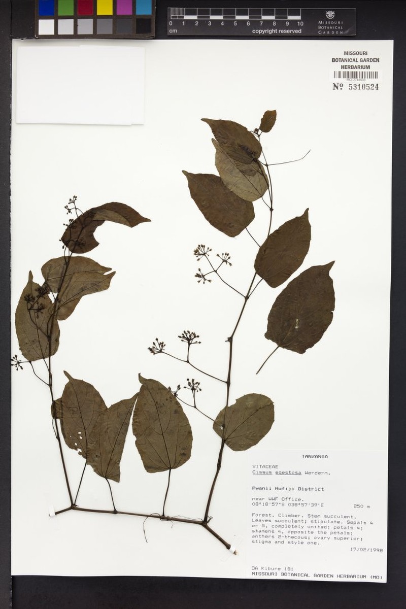 Cissus egestosa photo 7