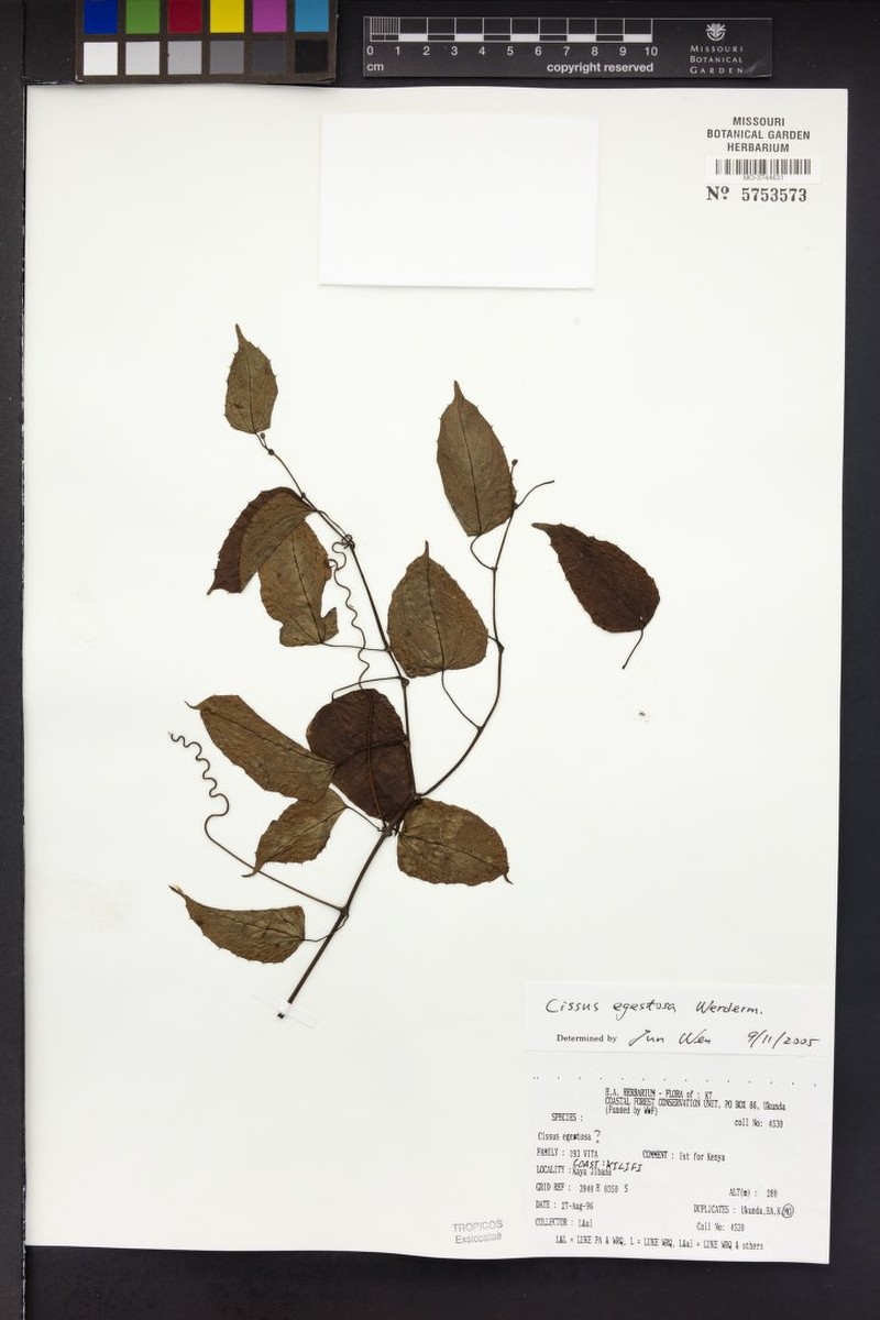 Cissus egestosa photo 8
