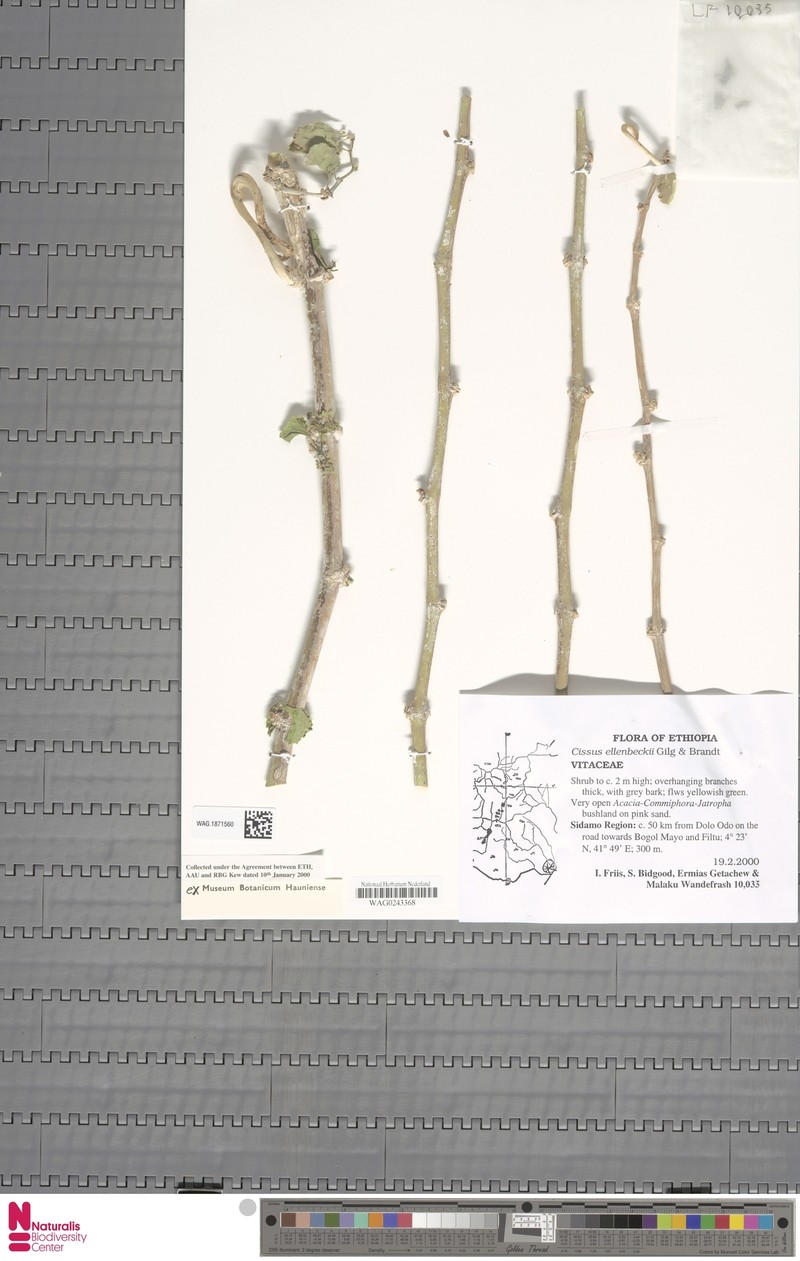 Cissus ellenbeckii