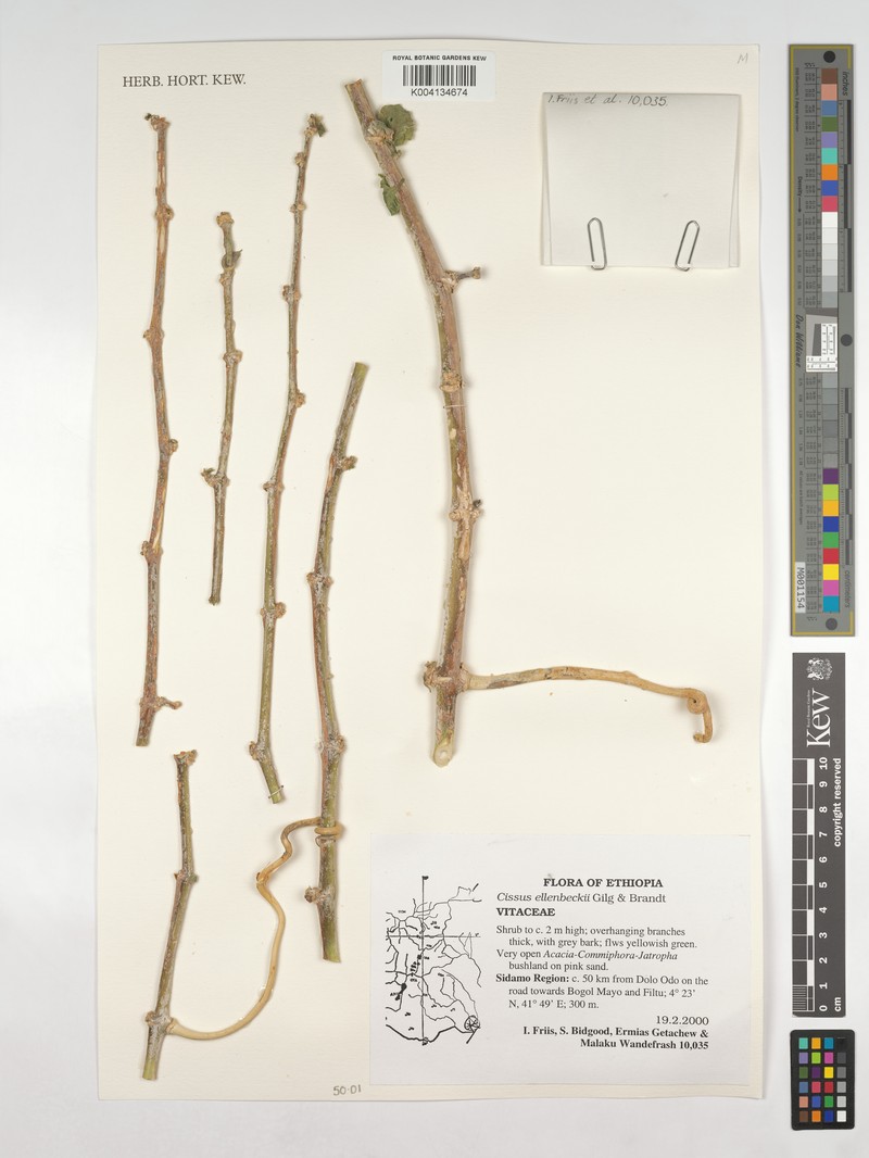 Cissus ellenbeckii photo 2