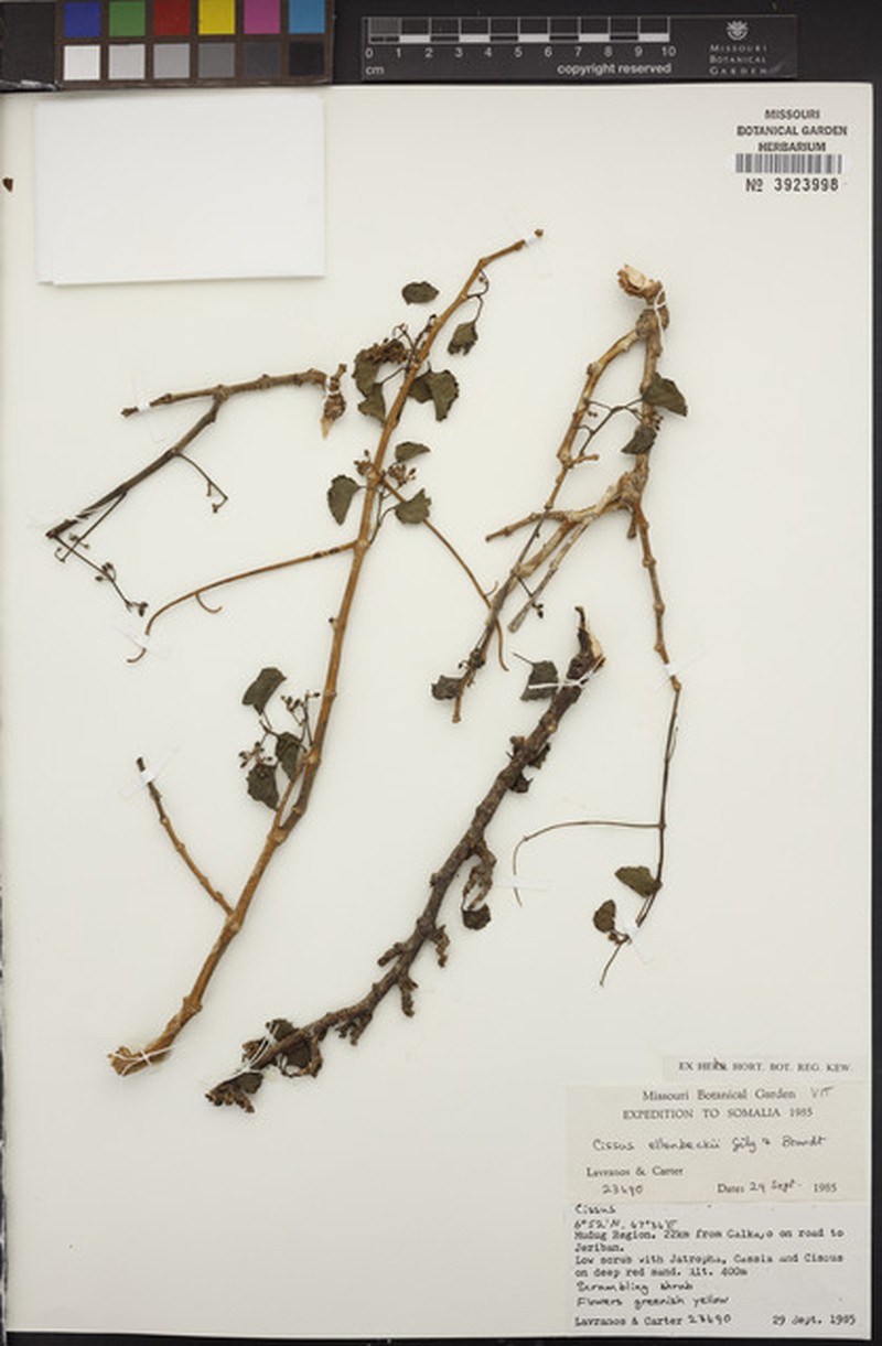 Cissus ellenbeckii photo 3