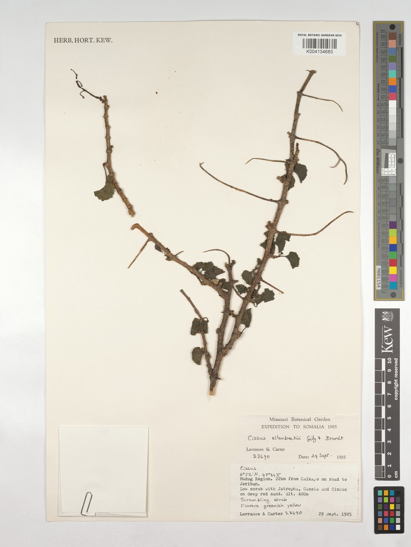 Cissus ellenbeckii photo 4