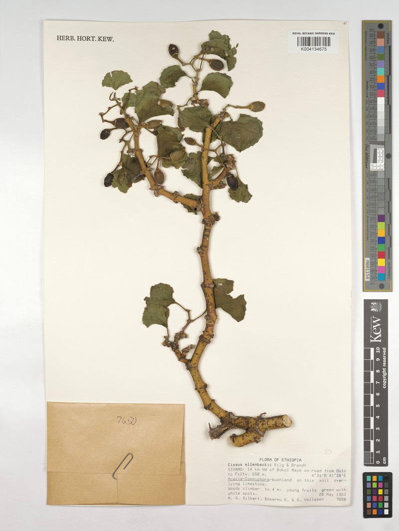 Cissus ellenbeckii photo 5