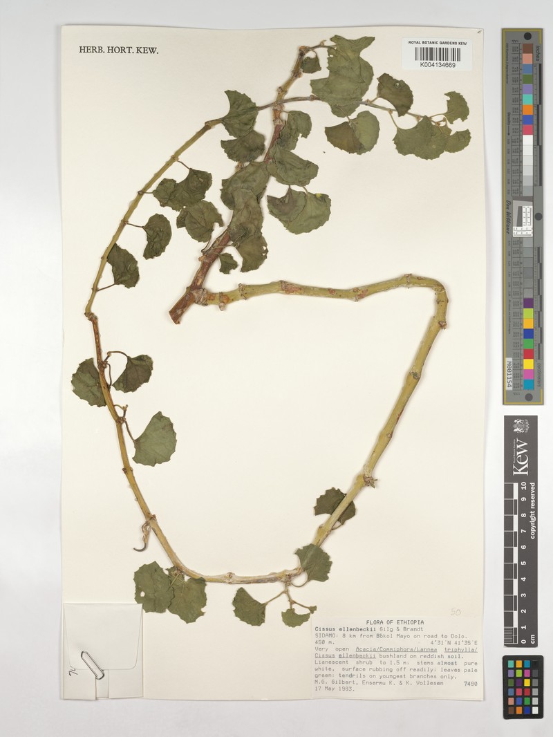 Cissus ellenbeckii photo 6