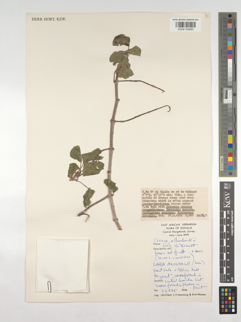 Cissus ellenbeckii photo 8