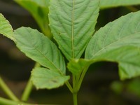 Cissus elongata