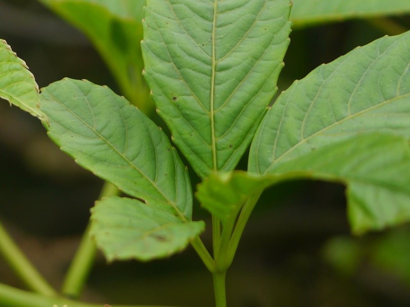 Cissus elongata